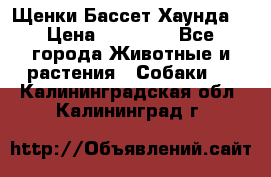 Щенки Бассет Хаунда  › Цена ­ 25 000 - Все города Животные и растения » Собаки   . Калининградская обл.,Калининград г.